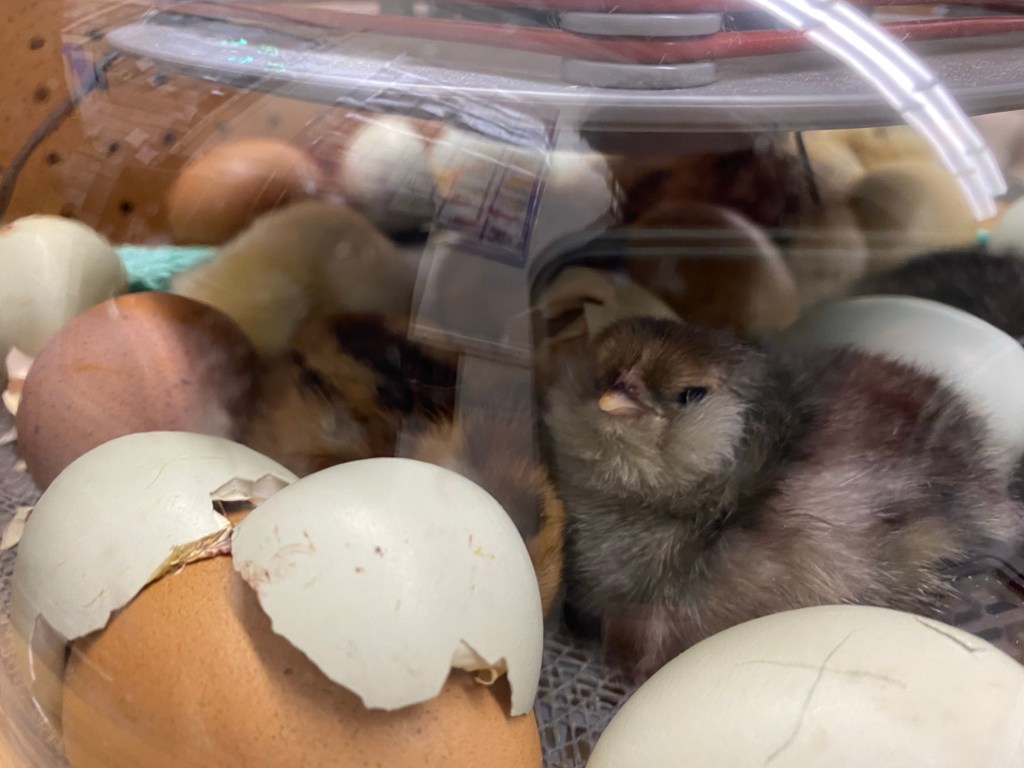 Chickens 101: chick&nbsp;brooder